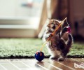伯曼猫怎样护理？伯曼猫毛发和眼睛耳部护理关键