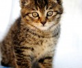 狸花猫怎么护理？狸花猫美容和洗澡要注意什么