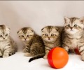 怎么给折耳猫整理毛发，怎么护理折耳猫