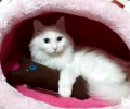 长毛猫的护理办法，怎么给长毛猫洗澡和护理