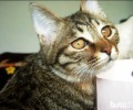 加州闪亮猫的清洁护理