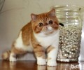 怎么选购英国短毛猫，英国短毛猫选购小技巧
