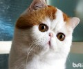 怎么选购美国短毛猫