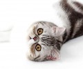怎么选购异国短毛猫