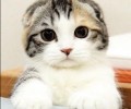 怎么选购苏格兰折耳猫？苏格兰折耳猫选购关键！