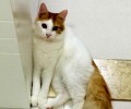 土耳其梵猫的价格，土耳其梵猫贵吗