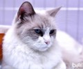 伯曼猫和布偶猫的差异