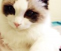 怎么选购布偶猫，布偶猫购买关键
