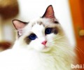 怎么辨别布偶猫,布偶猫和其他猫种的差异