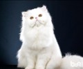 波斯猫图片，波斯猫来源，波斯猫有什么特色
