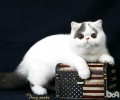 英国短毛猫种类分类，短毛猫有哪些种类好养