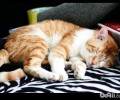 狸花猫图片，狸花猫好养吗？狸花猫有什么特色