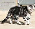 虎斑猫图片，虎斑猫有什么特色