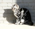 虎斑猫的斑纹介绍，虎斑猫为什么有这么多斑纹