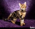 孟加拉豹猫的性格特点