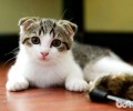 宠物猫之苏格兰折耳猫图片及种类解说