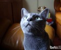 猫之贵族：俄罗斯蓝猫特色和图片种类介绍