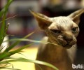 恐惧的加拿大无毛猫有什么特色您知道吗
