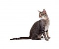 埃及猫种类介绍及特色介绍