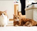 宠物猫之短腿猫，短腿猫特色
