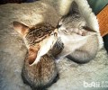 宠物猫之雪鞋猫，雪鞋猫有什么特色