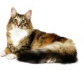 宠物猫之缅因猫，缅因猫有什么特色