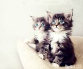 宠物猫之伯曼猫，伯曼猫图片，伯曼猫好养吗