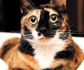 宠物猫之玳瑁猫种类介绍图片介绍