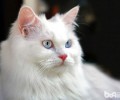 宠物猫之安哥拉猫，安哥拉猫图片，安哥拉猫好养吗