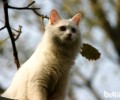 山东狮子猫的种类分类