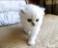 宠物猫之金吉拉猫，金吉拉猫有什么特色