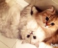 金吉拉猫种类分类介绍