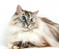 宠物猫之西伯利亚猫的种类特征介绍
