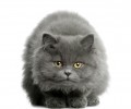 美国短毛猫图片，美国短毛猫介绍