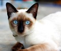 波斯猫图片，波斯猫来源，波斯猫有什么特色