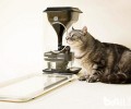 猫脸辨认的喂食器你见过吗？