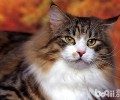 怎么选择挪威森林猫