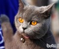 购买英国短毛猫用品的注意事项