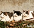 猫咪放养的损害