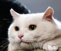 母猫会杀死自己的孩子？
