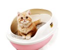 不同品种的猫砂该怎样整理？