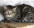 我国狸花猫的性情剖析