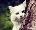 波斯猫洗澡要注意水温