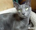 怎么判别纯种俄罗斯蓝猫