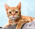 关于猫咪，太胖了可不是一件功德