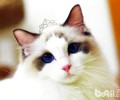以下过错的养猫办法，各位可千万不能学哦！