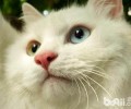 猫咪的胡须有什么效果？