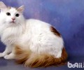 会游水的猫——土耳其梵猫