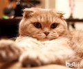 苏格兰折耳猫的性情好么？