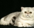 异国短毛猫饮食中的忌讳